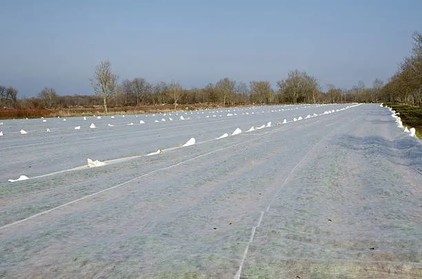 3% UV PP Nonwoven Fabric for Agriculture Cover/Weed Mat/Weed Control/Weed Barrier