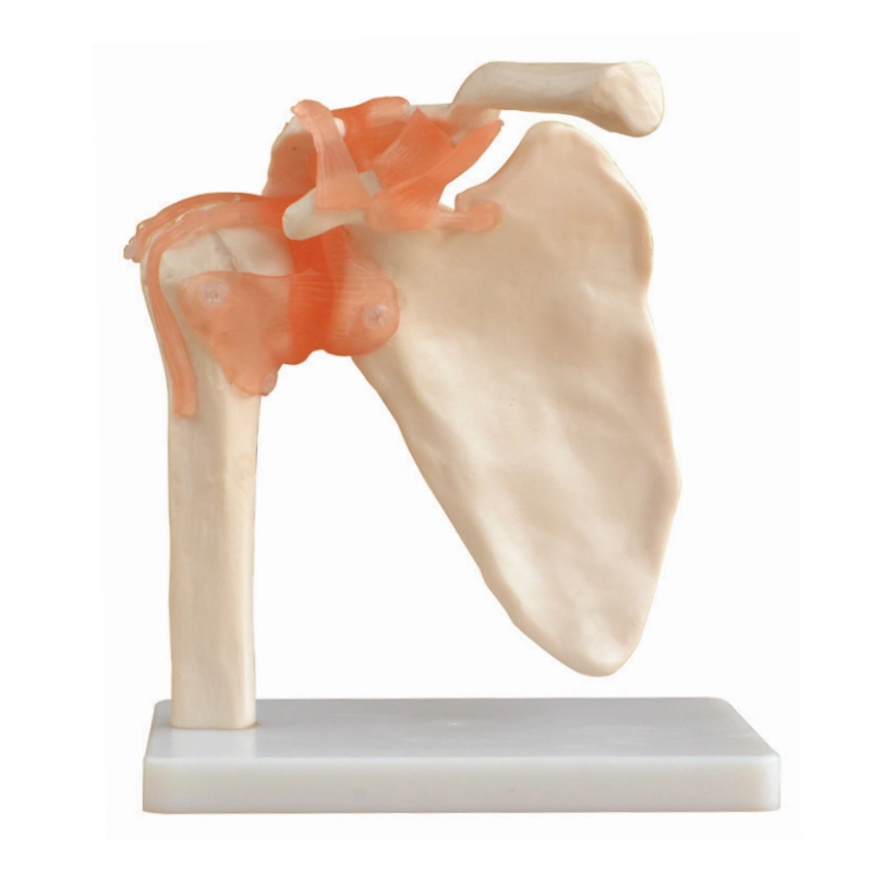 Flexible Life-Size Human Shoulder Joint Model