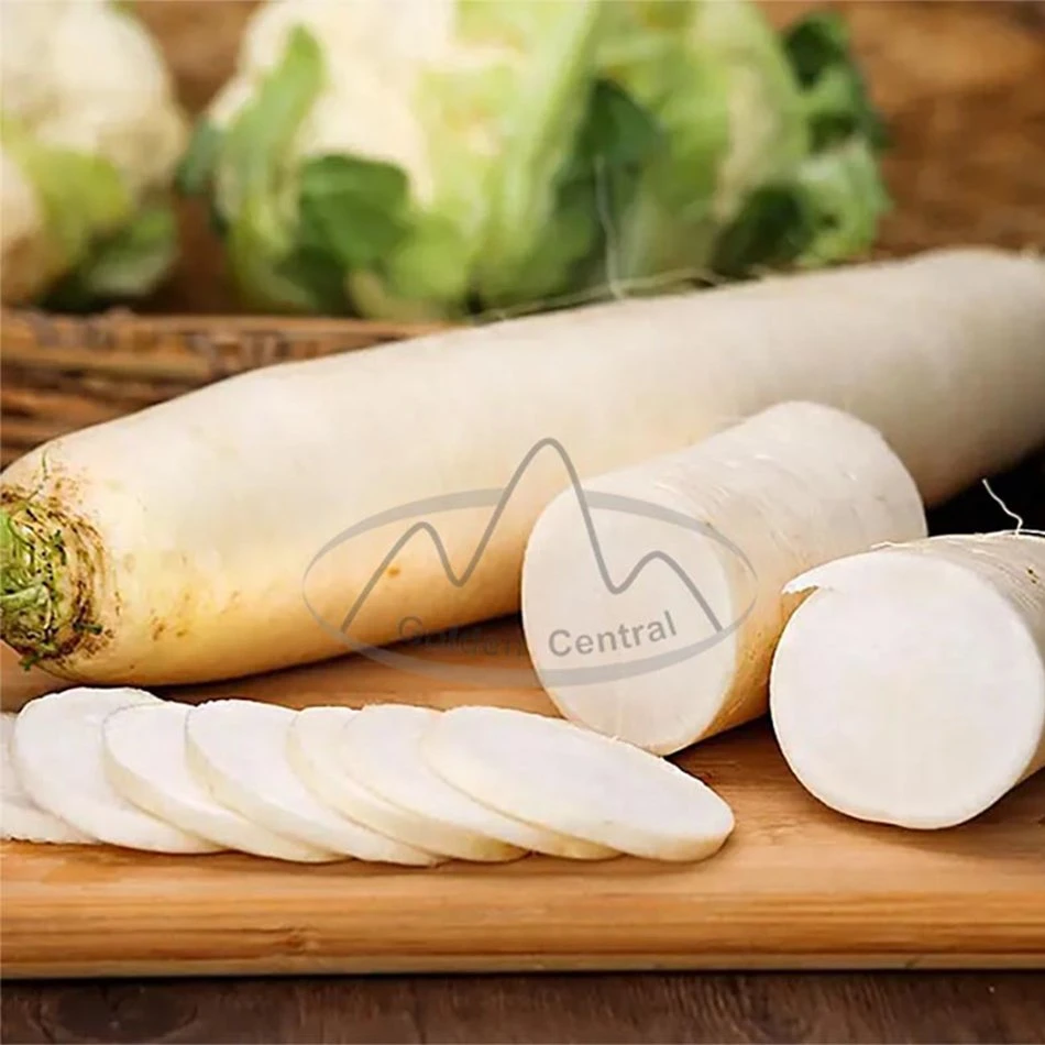 Lowest Price Fresh White Radish Export to World From China