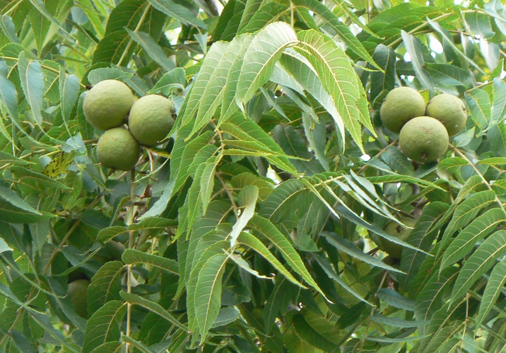 High quality/High cost performance 4: 1~20: 1 Walnut Leaf Extract &Juglans Regia Extract