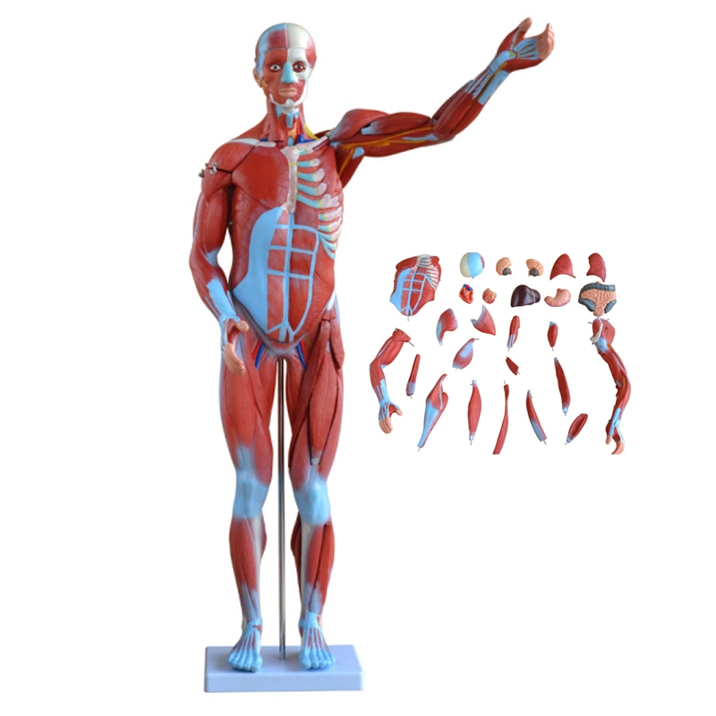 27 Parts Human Muscle Male 30 Parts Anatomy Muscle Model