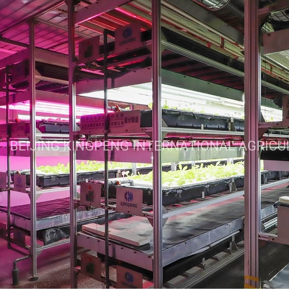 Hydroponic Cultivation for Vegetable in Moveable Plattform