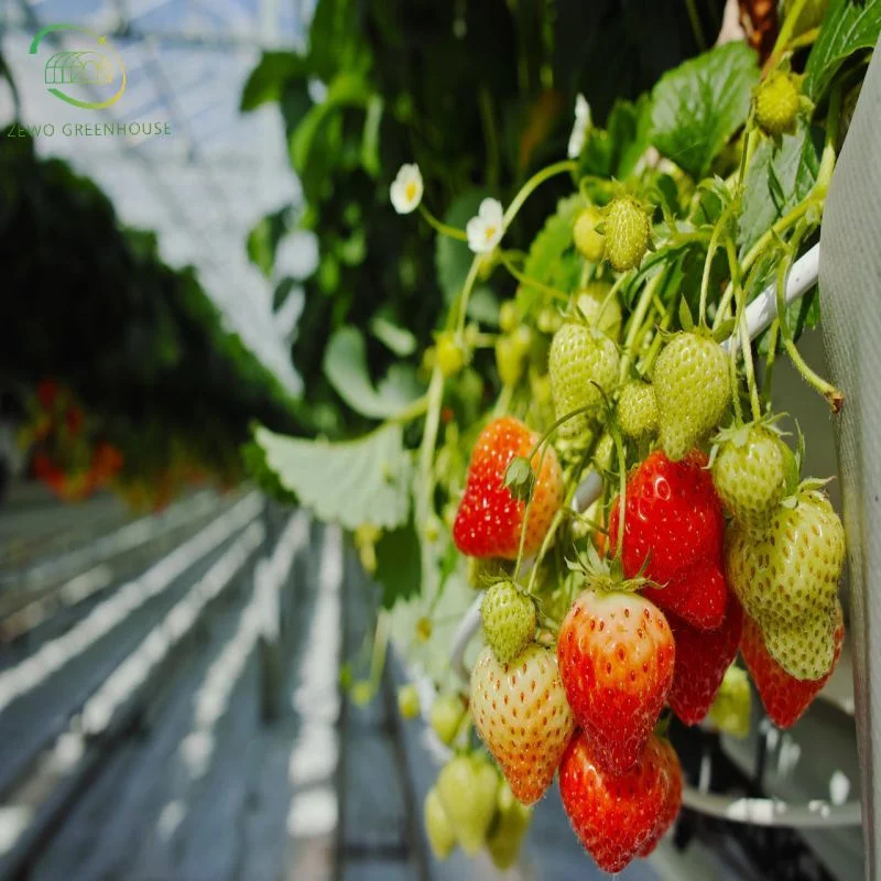 Serre de verre à film agricole avec système d'ombrage externe/interne et refroidissement Système pour tomates et fraises