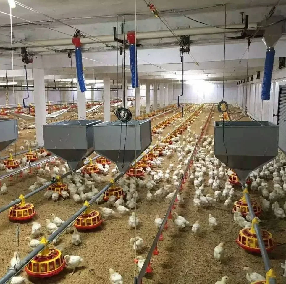 Sistema automático de alimentación de bandejas para pollo asado en aves Equipo de la granja