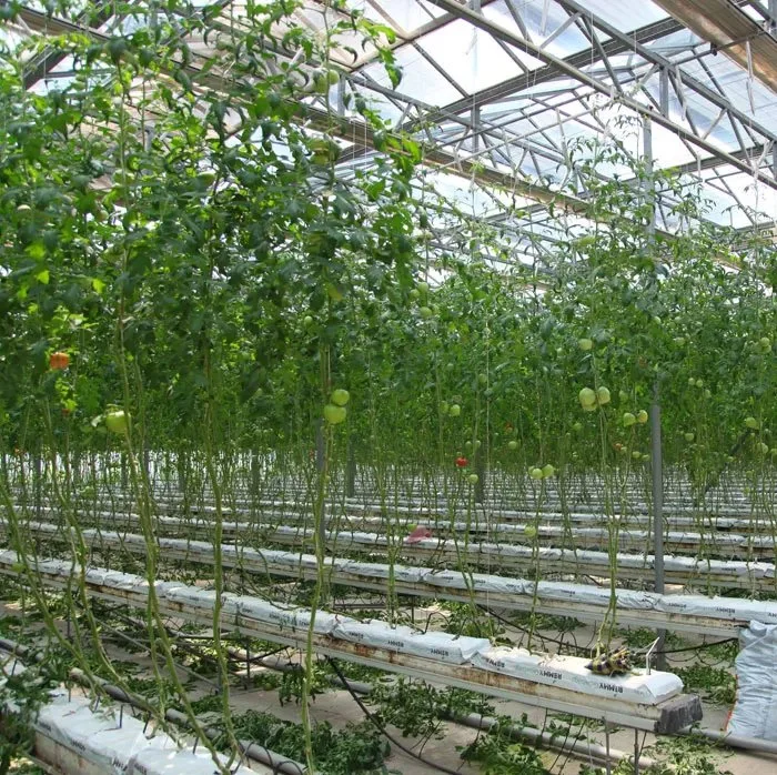 Agricultural Multi-Span Solar Panel Polycarbonate Greenhouse with Nursery Seedbed and Cooling System