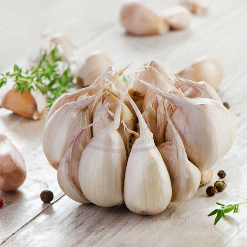 China/Chinese New Crop Hot Sales Best Fresh Garlic with Best Price