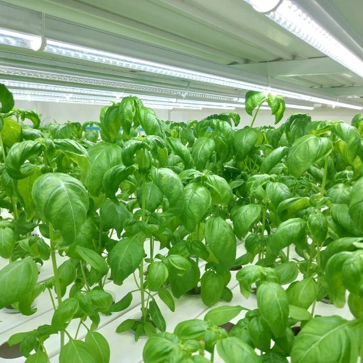 Best Agriculture Equipment Greenhouse Accessories Vertical Farming Nft Channel