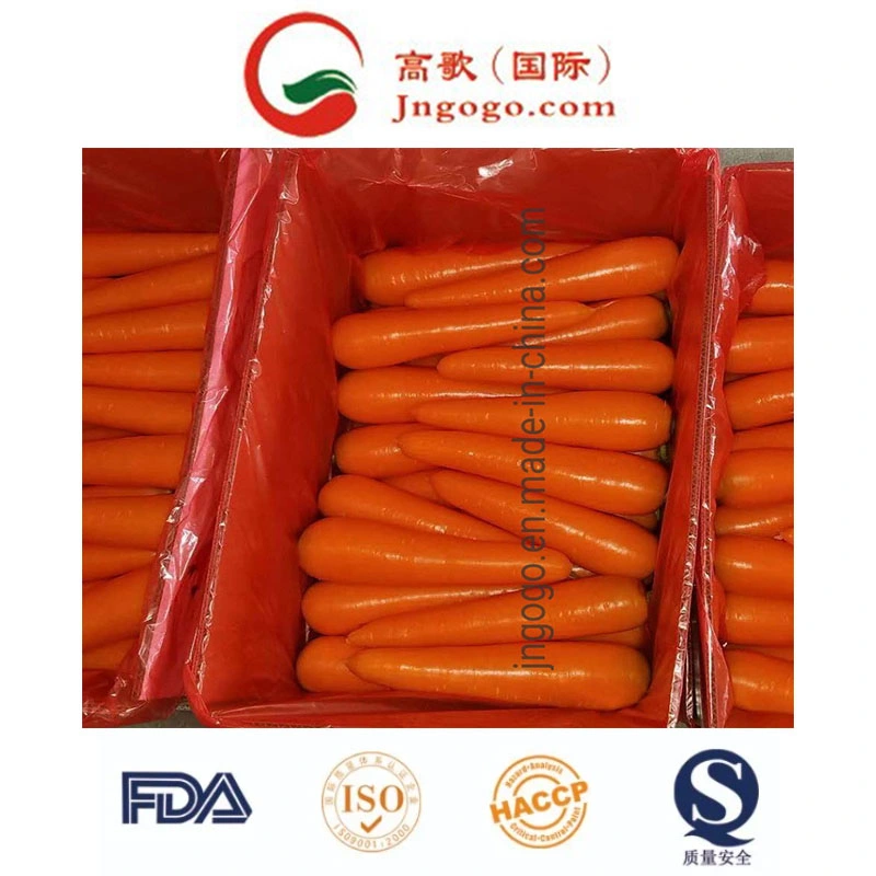 Excellent and Super Fresh Carrot From China