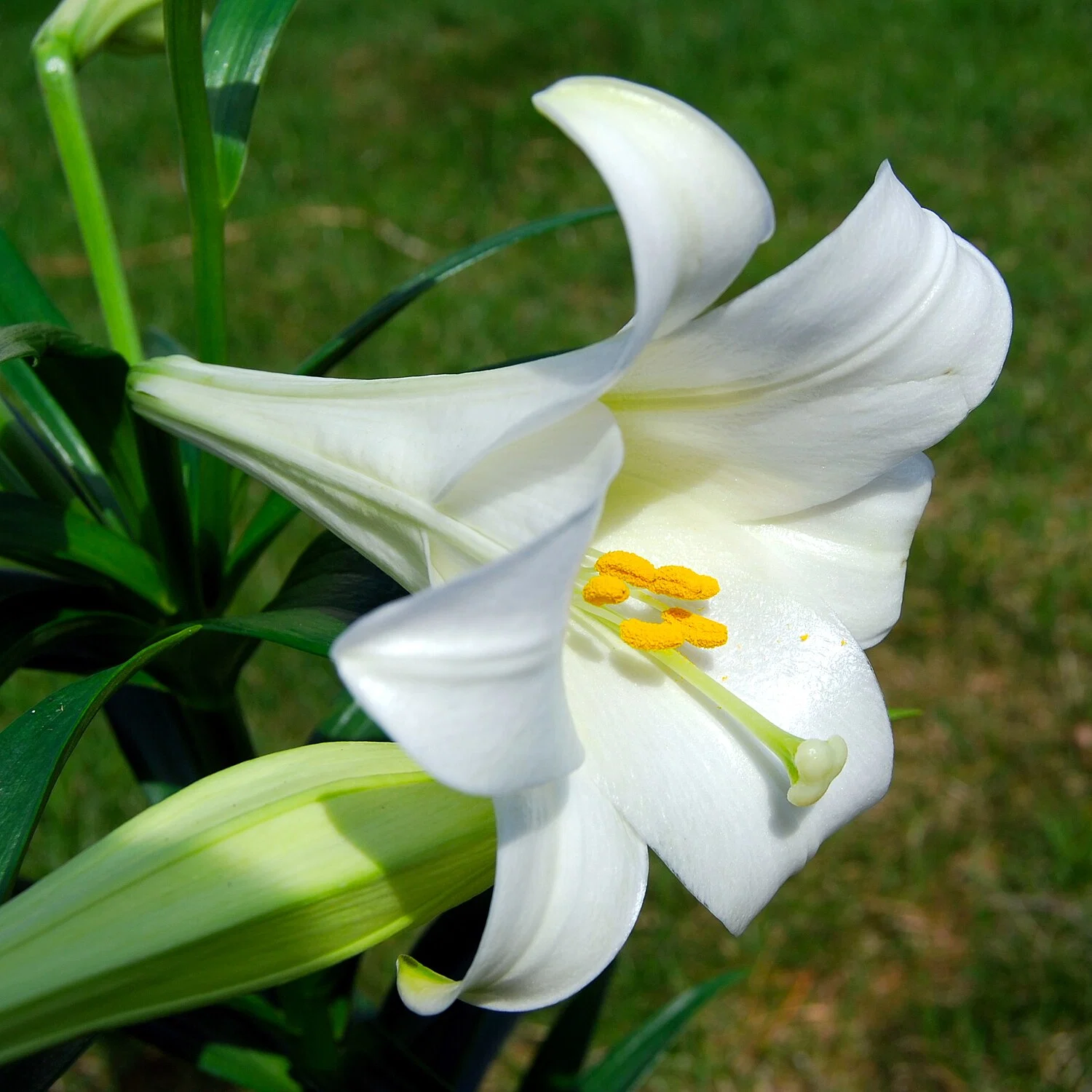 Lilium Formolongi Seeds Longiflorum Seeds Sell Easter Lily