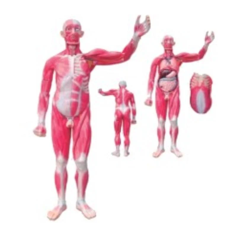 Enseñanza de la anatomía clínica Manikin 85cm Modelo de disección muscular del cuerpo humano