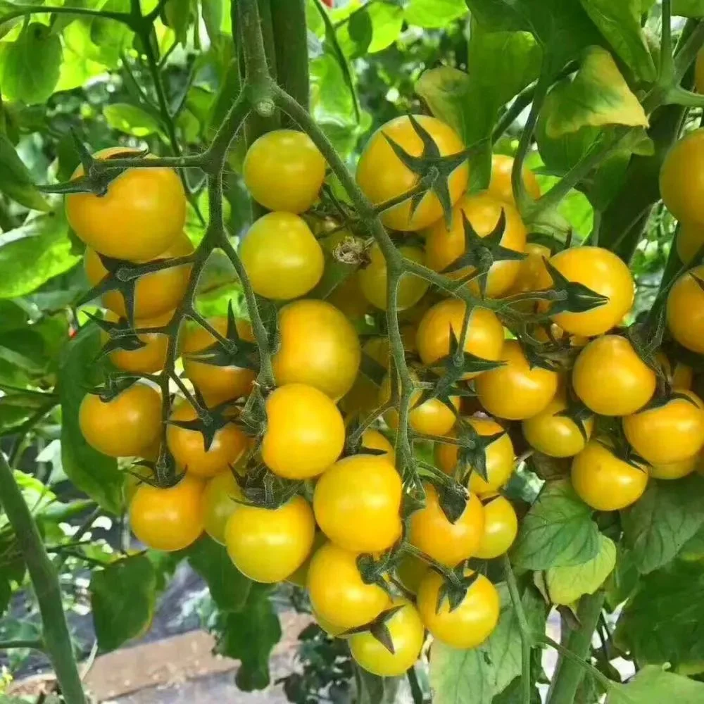 Arco de cultivo Multi-Span Niutou Marca de policarbonato de invernadero para la agricultura Tomato