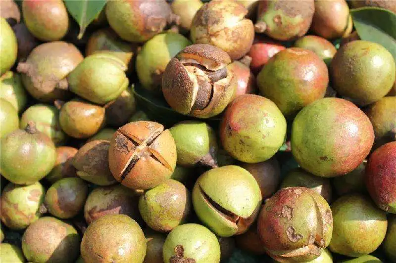 preço de fábrica Sheller amendoim de alta qualidade de frutos de chá de óleo de máquina de rebentamento de Camellia Máquina Peeling de frutas