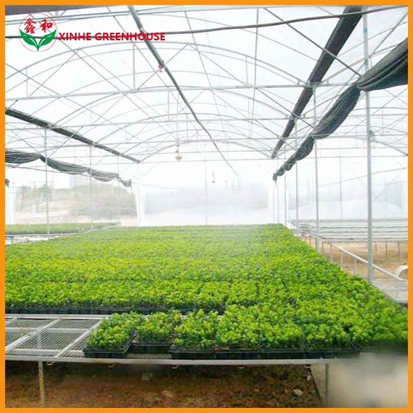 Qingzhou Steel Frame PE Film Greenhouse with Ventilation System