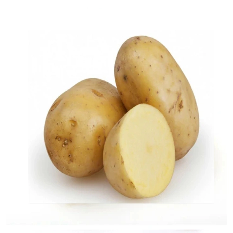 New Crop Chinese Farm Fresh Potato para Venda