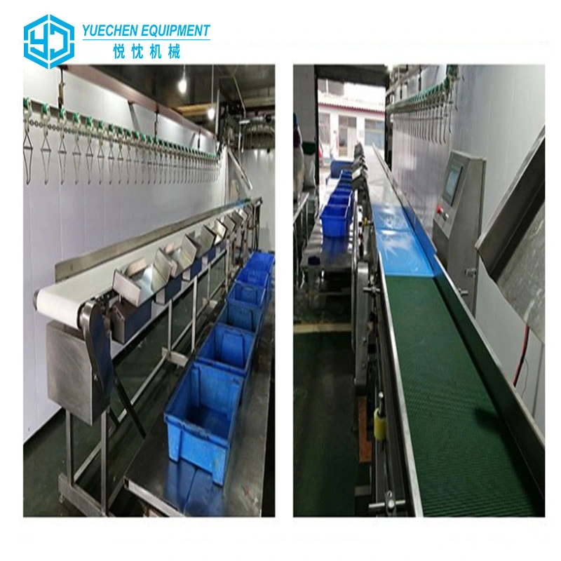 Automatic Belt Conveyor Weighing Sorting Machine Food Grade Grading Machinery