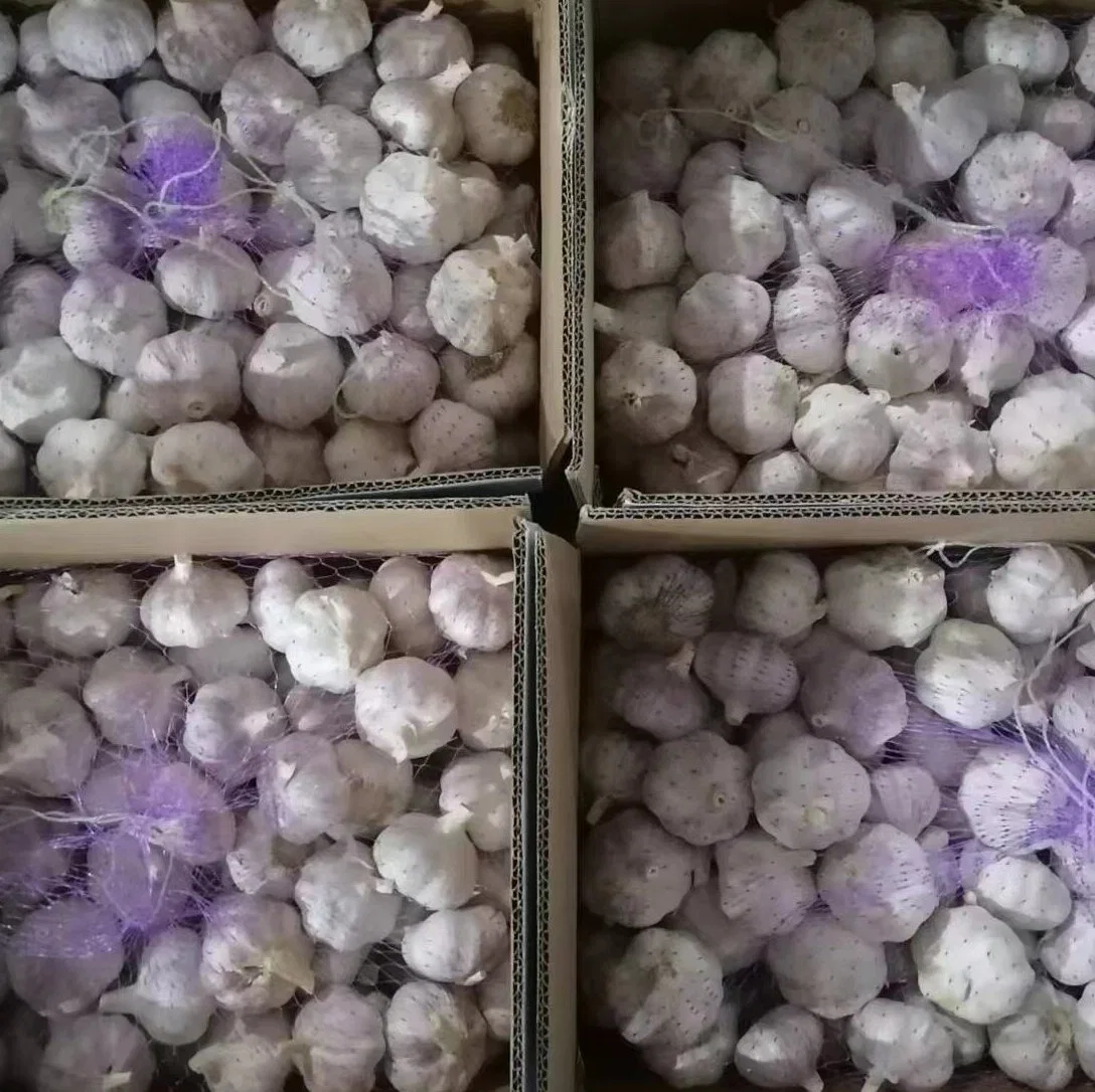 Wholesale/Supplier New Crop Pure/Normal White Fresh Peeled Garlic Low Price