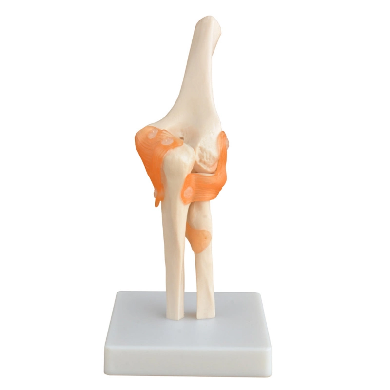 Flexible Life-Size Human Shoulder Joint Model