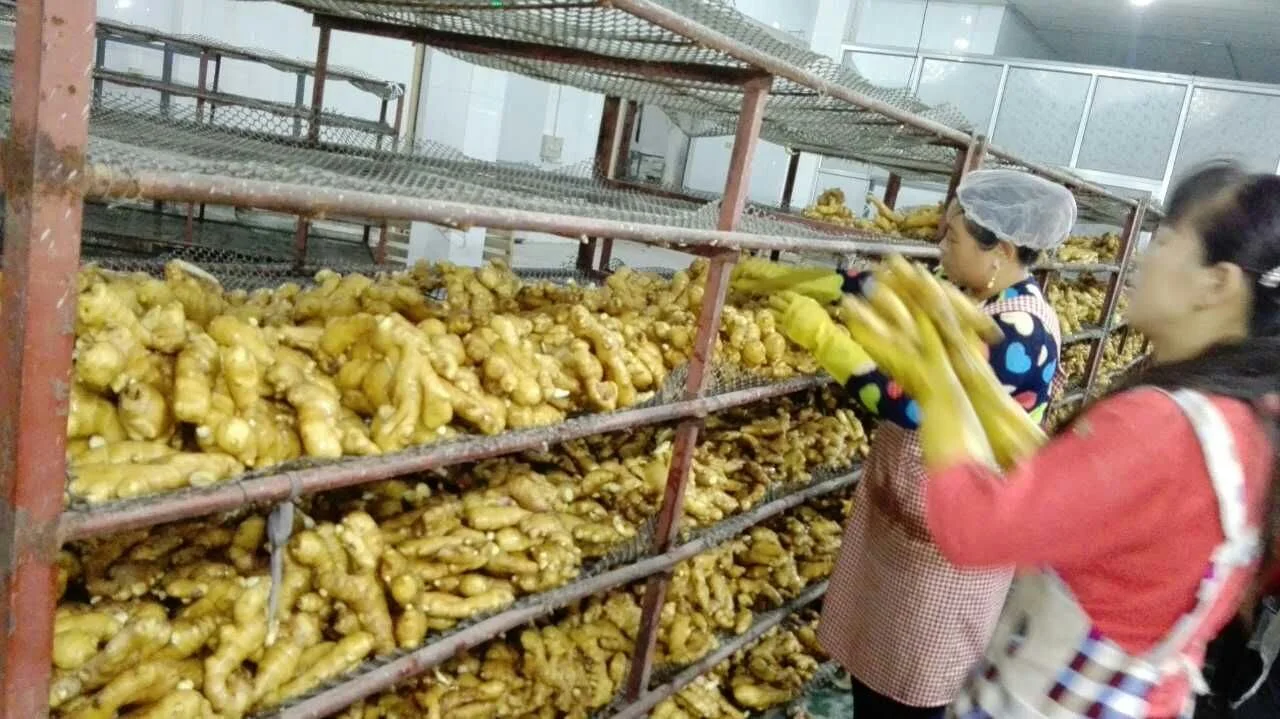 2023 New Crop Fresh Ginger / Air Dried Ginger/to Reserve/