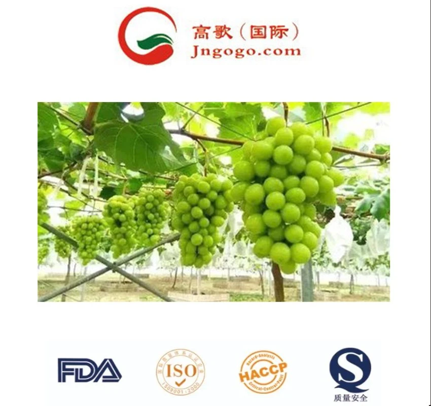 Storage Food Organic Package Weight Origin Type Quality Size Grade Shine Muscat Grapes