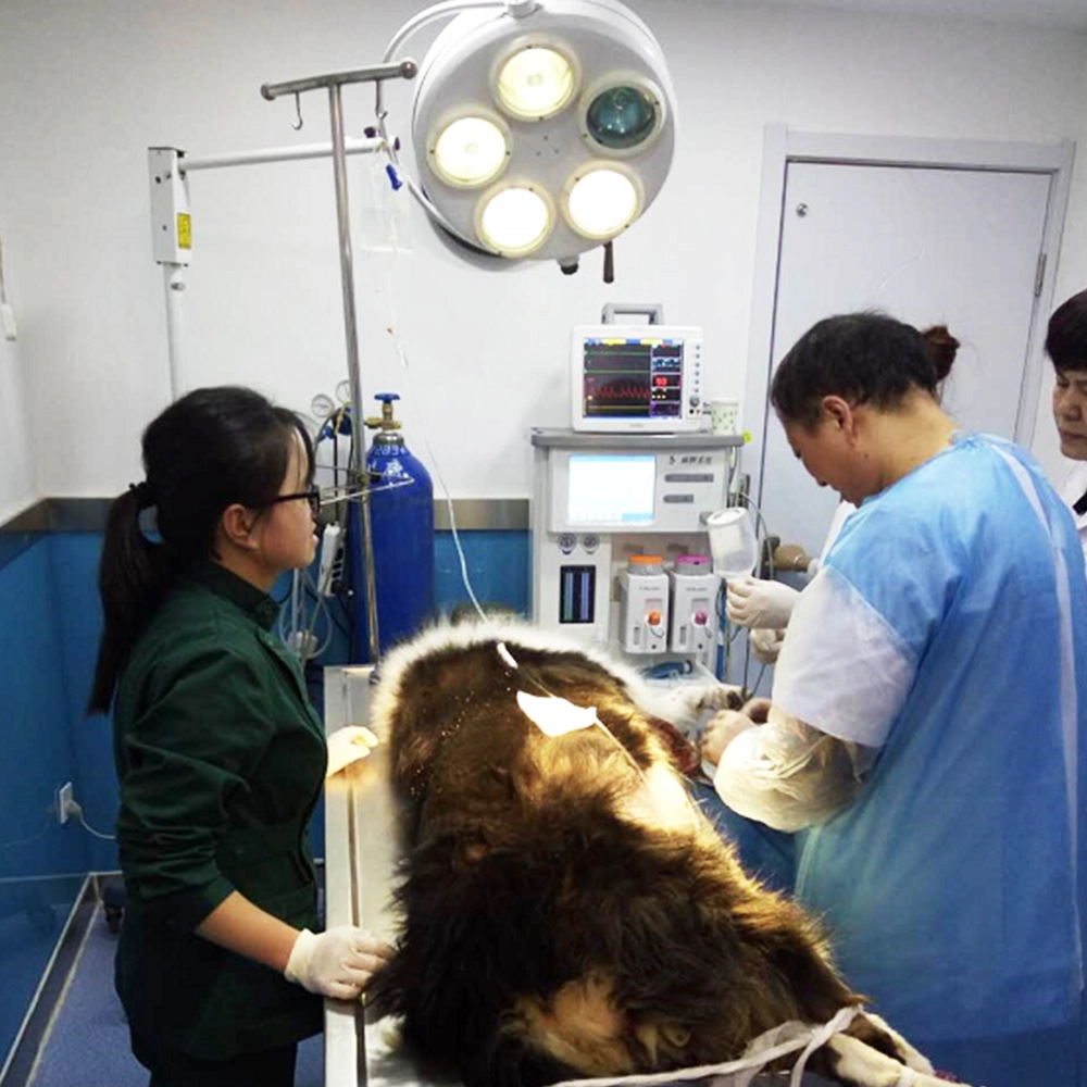 Superstar Medical Veterinary Anesthesia Machine Dm6a operación del aparato Hospital Animal