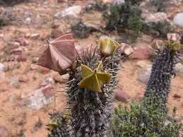 Extracto de Hoodia Gordonii Hoodia Parviflora Hoodia Gordonii en polvo Extracto con fuente natural de la pérdida de peso