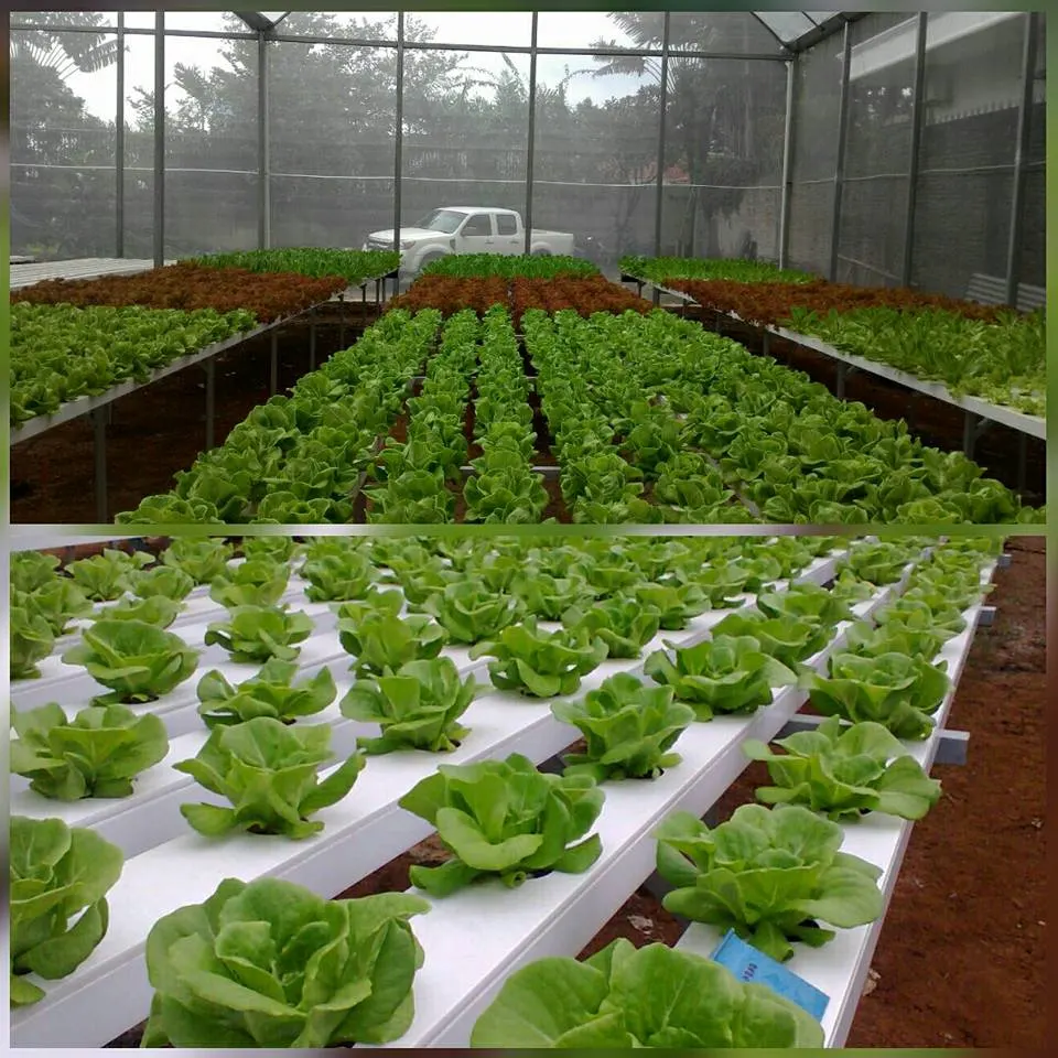 Completar sistema hidropónico Nft de plástico Canal de crecer a través de 10X5cm para las verduras espinacas lechuga