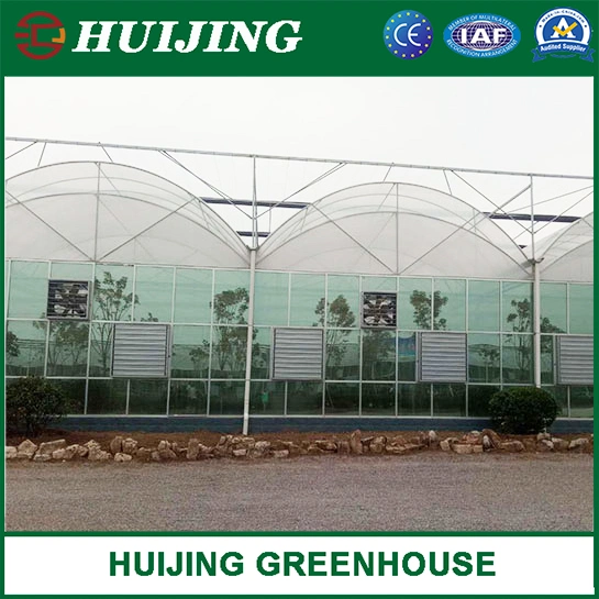 Gothic Butterfly Vent Film Covering Greenhouse with Insect Net