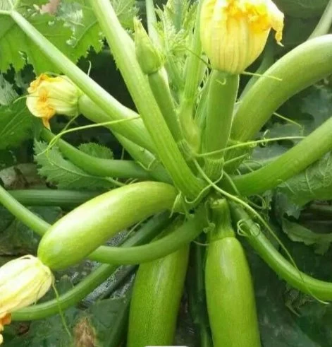 Gesunde Hochwertige Hybrid Green Spätsommer Squash Samen