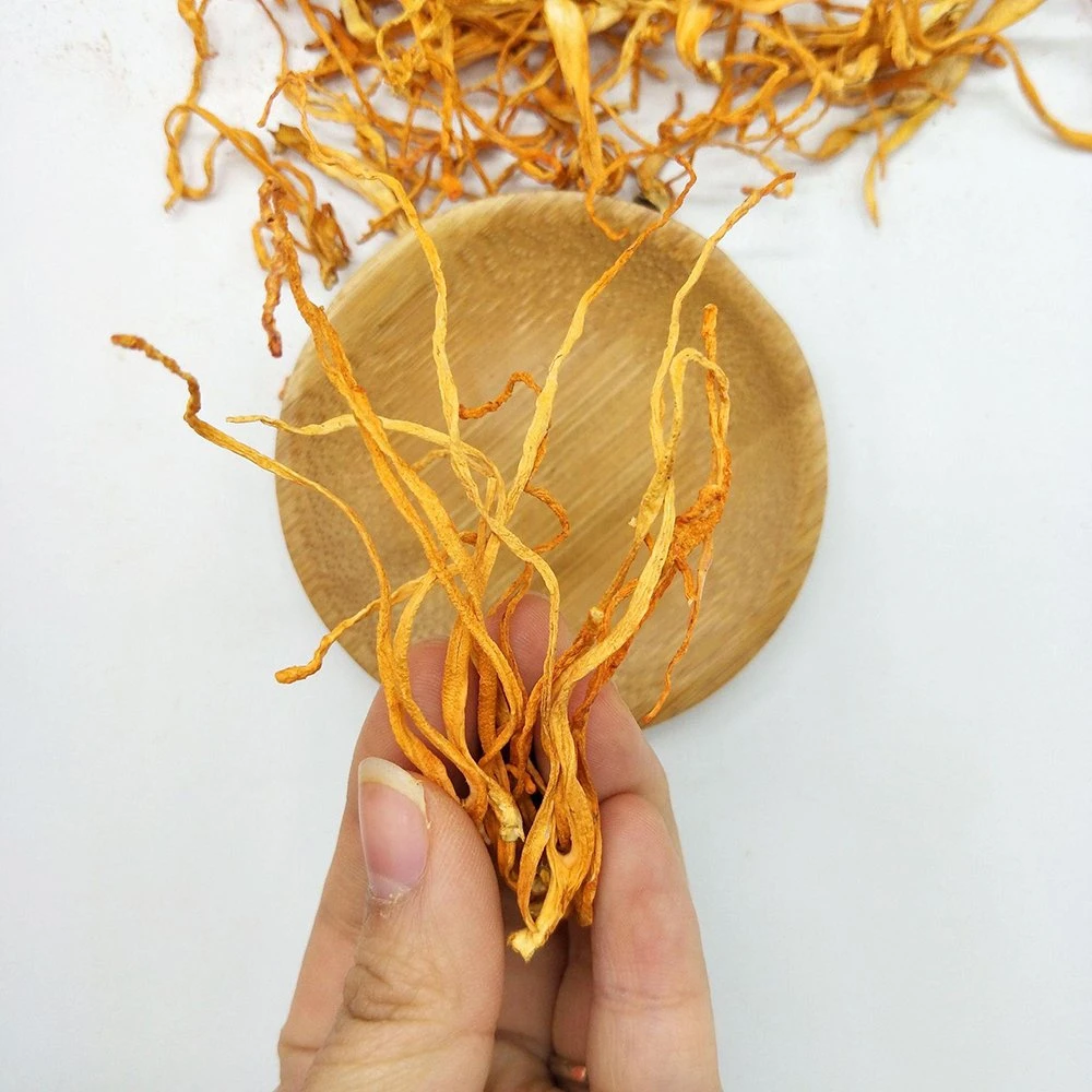 Chinese Wholesale/Supplier Dried Gift-Wrap Cordyceps Mushroom for Soup