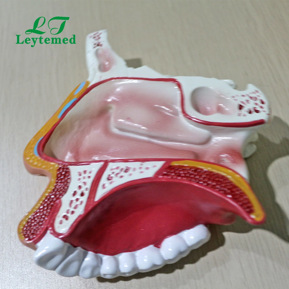 LLM309 نموذج تجويف PVC Nasal بالحجم الطبيعي للاستخدام الطبي