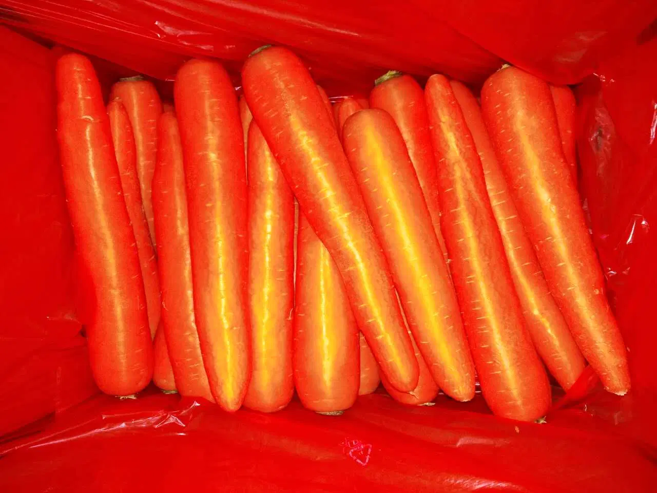 Carrot العضوي الطازج عالي الجودة