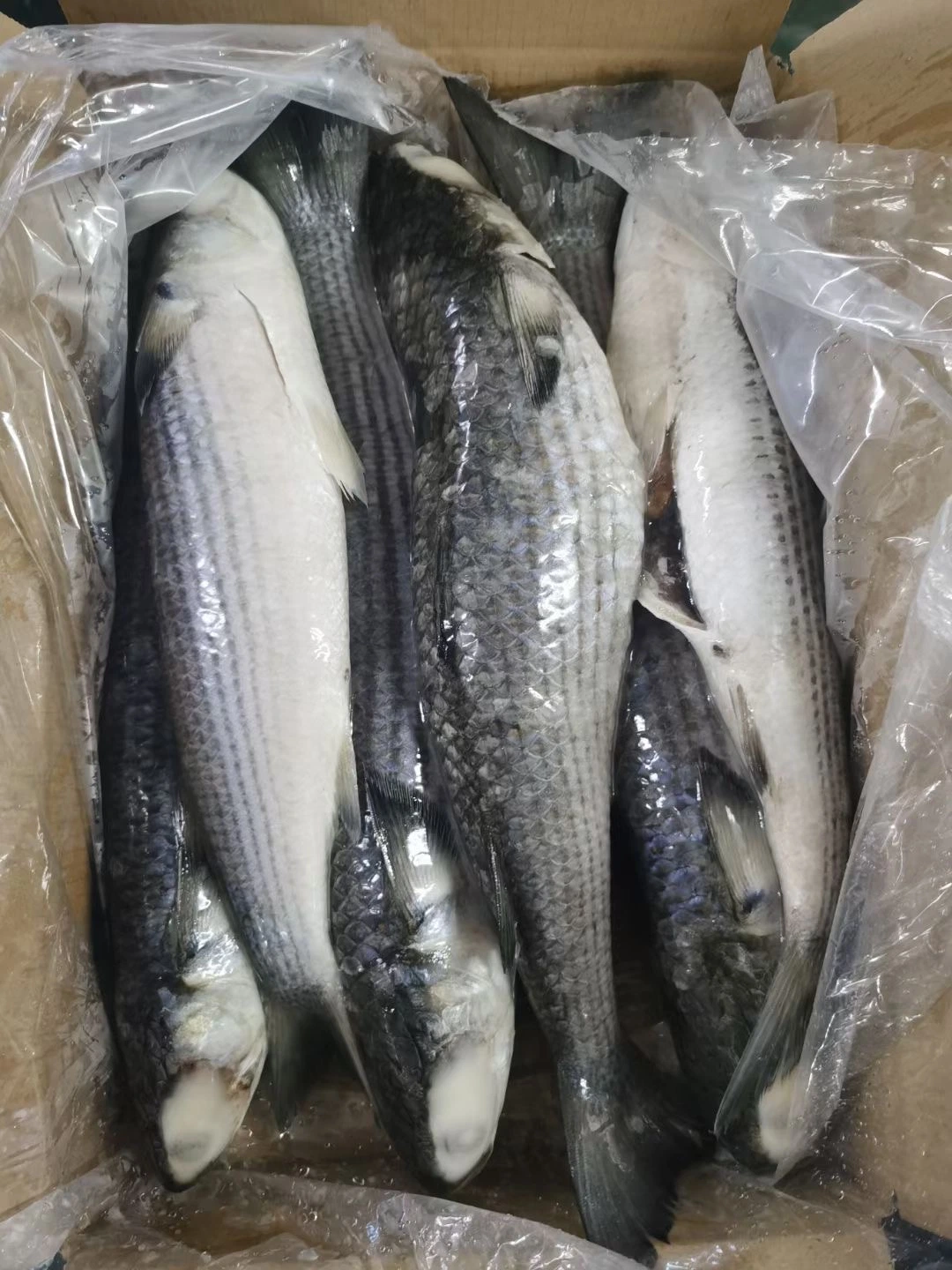 Frozen Grey Mullet, Whole Round/ Gutted, Frozen Seafood