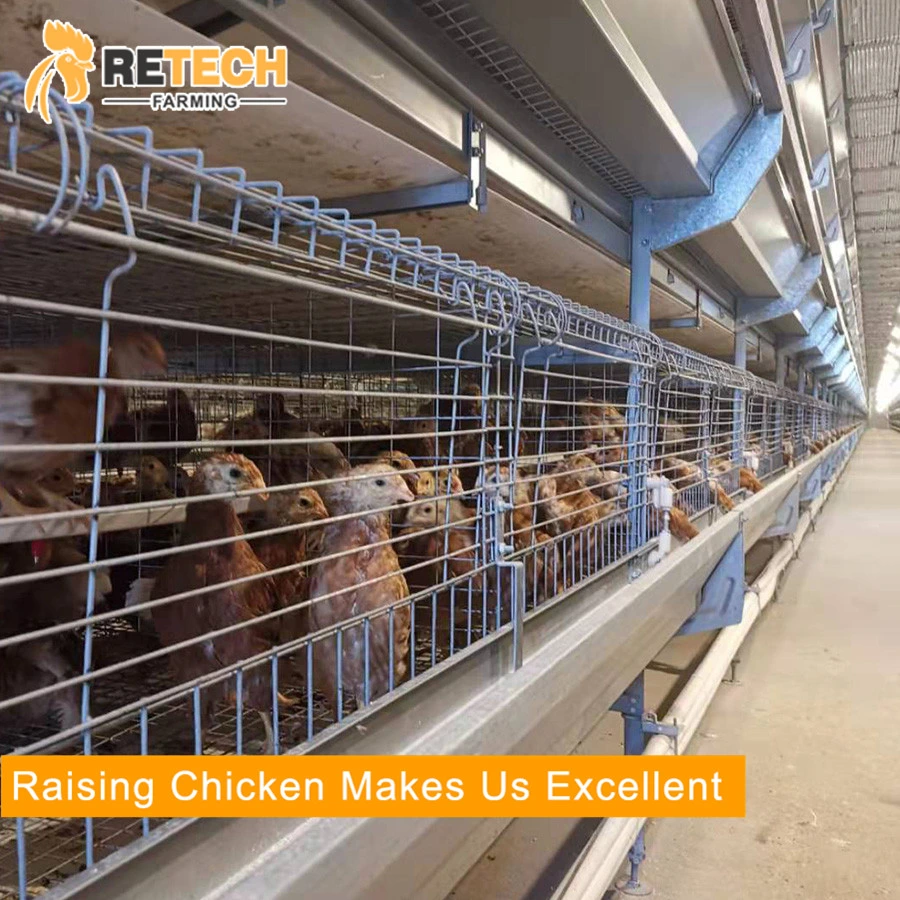 Automatic Chicken Farm Pullet Poultry Equipment  Supplier