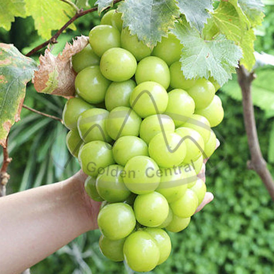 Hot Selling Fresh Sweet Juicy Organic Shine Muscat Green Grape