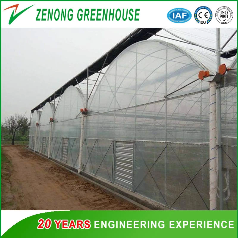 Effizientes Polycarbonat Gewächshaus und hydroponic growing System für Tomaten und Salat