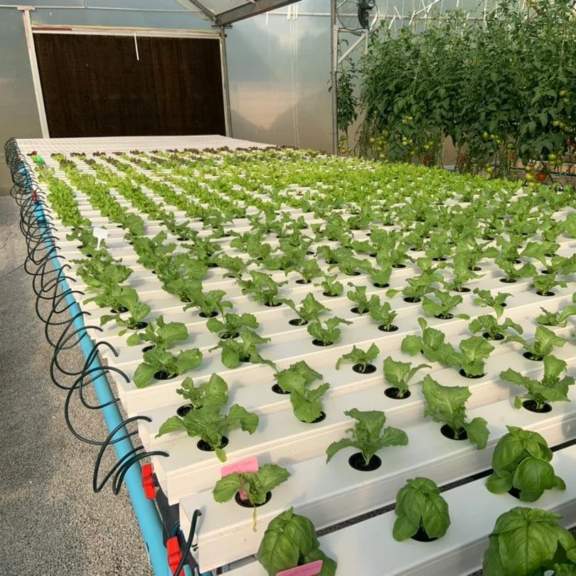 Greenhouse Agricultural Hydroponics System Hydroponics Grow Nft Channel System Manufacturer