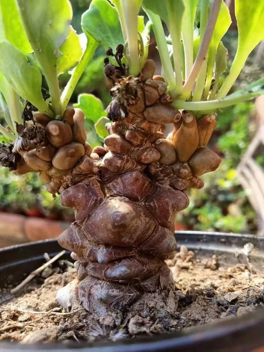 Las plantas de cactus raros Othonna Herrei