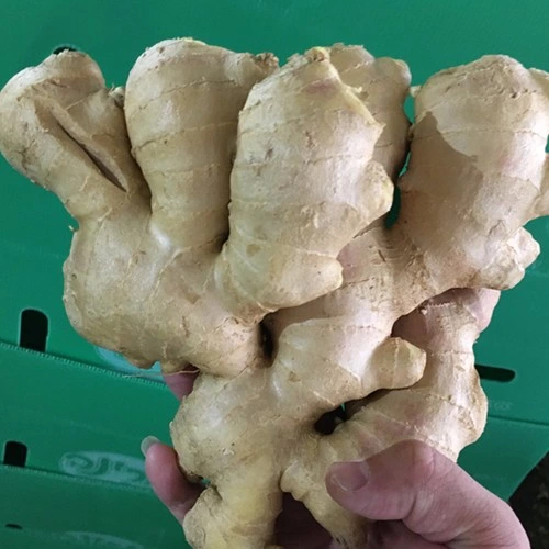 2022 Dried Ginger Fresh Ginger Importers Wholesale Price