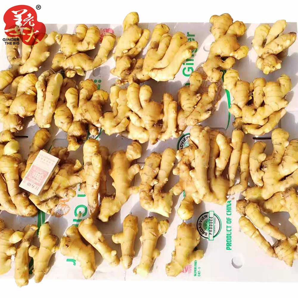 New China Ginger of 2021 Yellow Ginger Suitable for Bangladesh