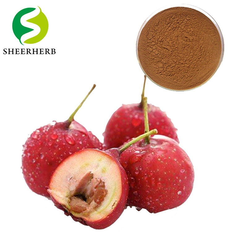 Sheerherb Best Price Hawthorn Extract/Crataegus Extract Powder Regulate Blood Pressure and Protect The Heart