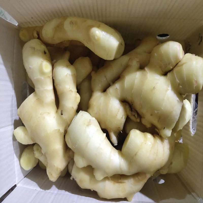 New Crop Fresh Ginger Vegetables 150g up in 5kg, 10kg Carton