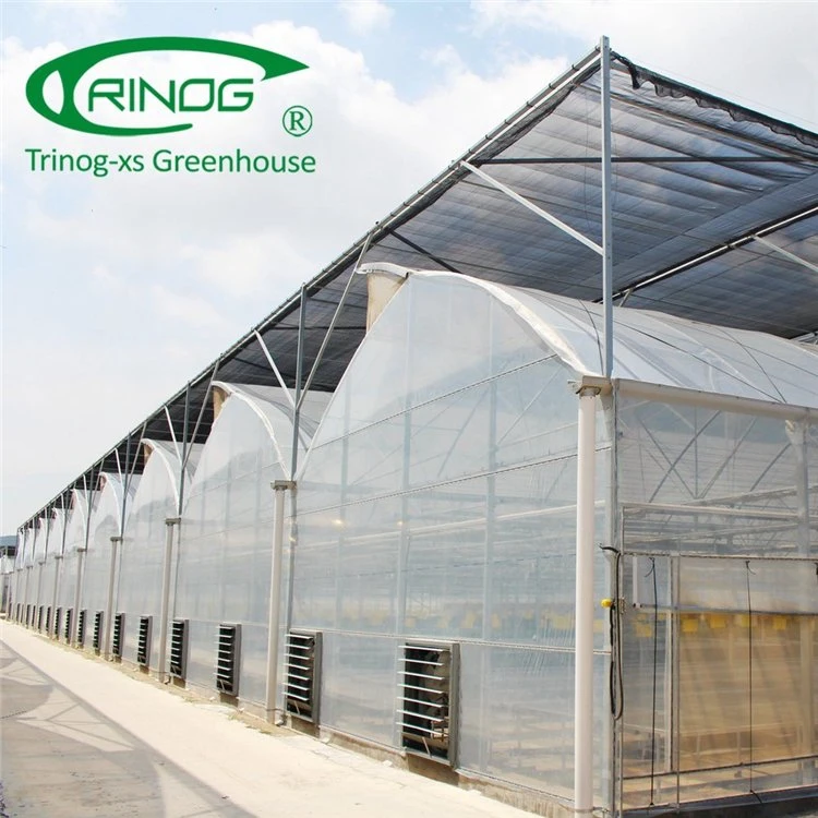 Hydroponic Growing System Commercial Film Greenhouse for Cultivation