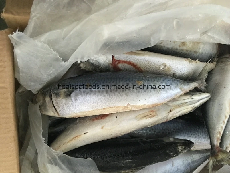 Frozen Mackerel on Board with Best Quality