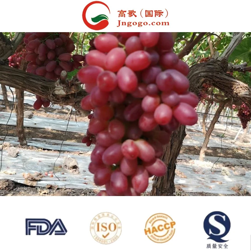 Hot Selling Lowest Price China Fresh Fruit Vitamin Rich Red Globe Grape