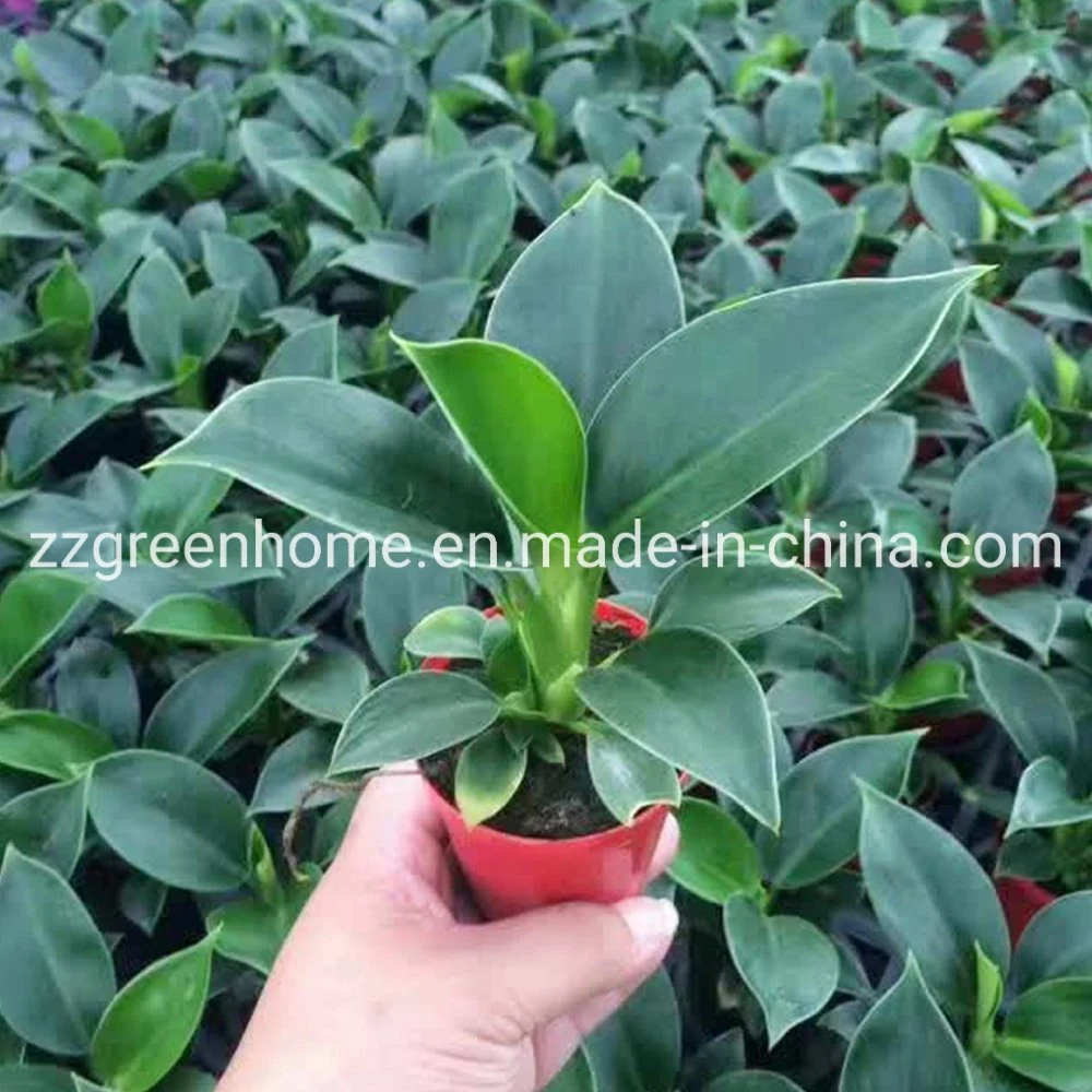 Philodendron Green Princess Natural Live Plants