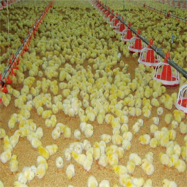 China granja avícola automático/Alimentador de alta calidad Sistema de alimentación en el mejor precio