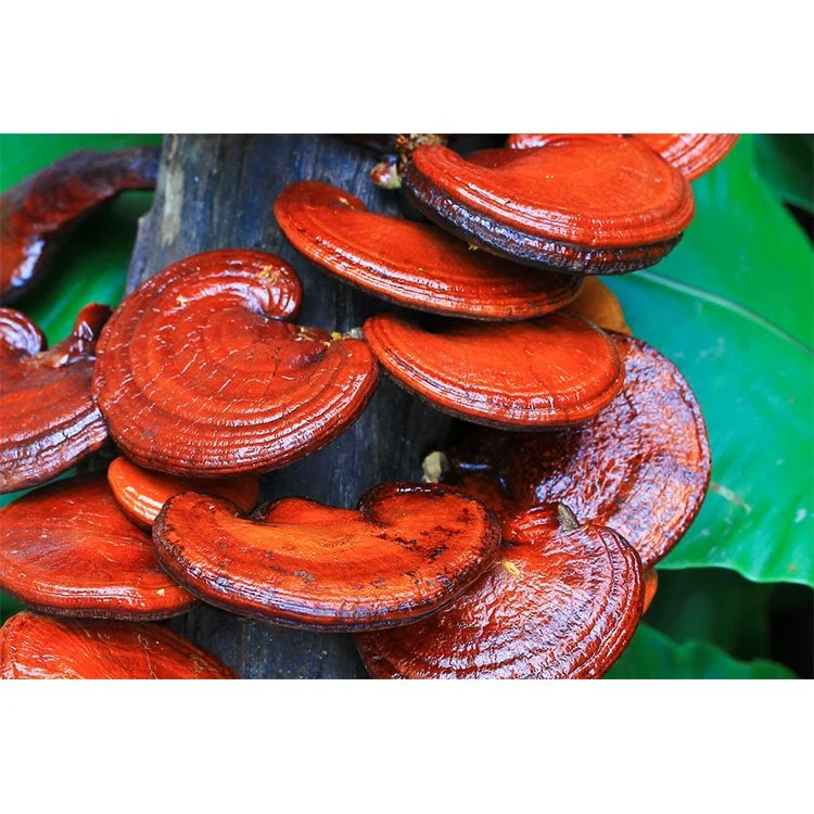 شييتاكي العضوي Mushroom Extract Reishi Ganoderma Lucidum Mushroom Fruiting Body استخراج مسحوق