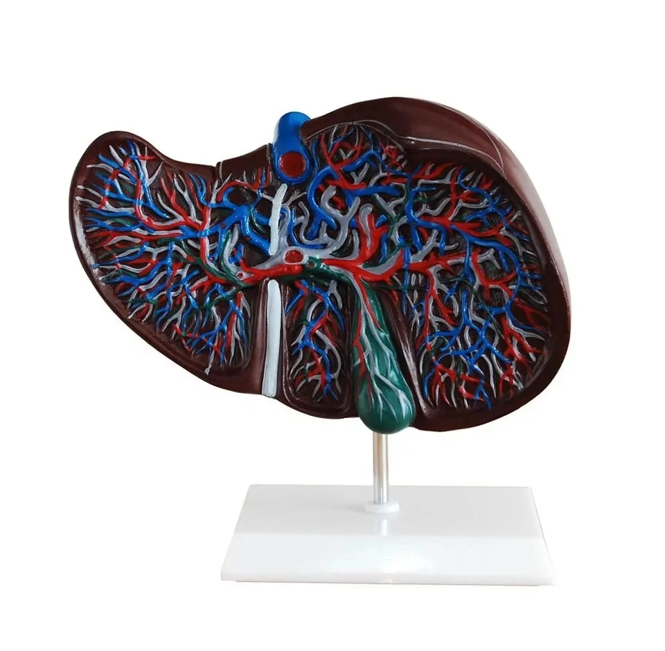 Modelo anatómico de hígado de alta calidad Modelo hepático humano