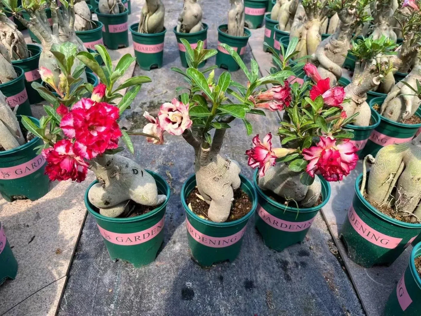 Colorful Flowers Adenium Obesum Grafted Real Live Plants