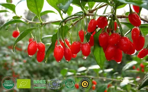 Organic Wolfberry Juice Lycium Barbaruml. Manufacturer